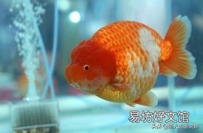 兰寿金鱼喂哪种饲料好?选下沉饲料还是上浮饲料哪种更好?