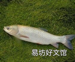 湖北现在种什么草给草鱼吃好?
