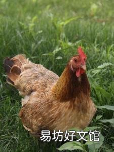 打算养土鸡,啥品种好,养公鸡还是养母鸡合适?