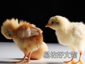 打算养土鸡,啥品种好,养公鸡还是养母鸡合适?