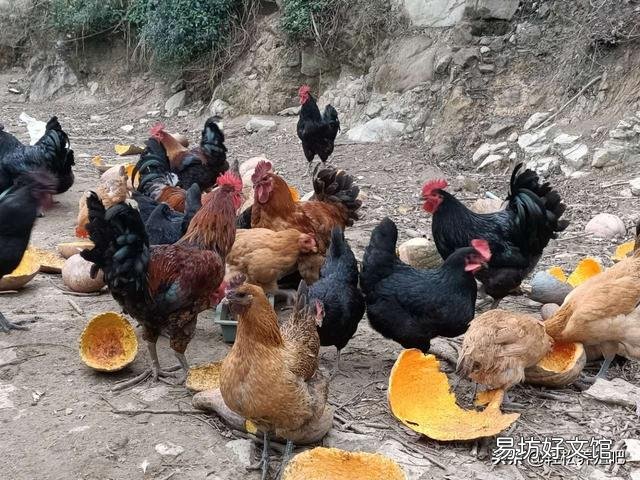 打算养土鸡,啥品种好,养公鸡还是养母鸡合适?