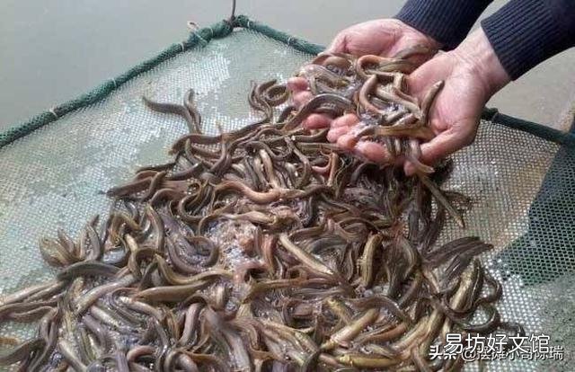 泥鳅池塘可以杀虫和消毒一起做吗?