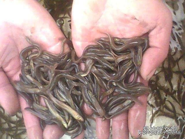 泥鳅池塘可以杀虫和消毒一起做吗?