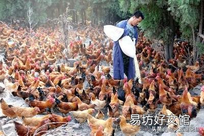 我家有二十亩山林,要发展养殖业,养什么好?