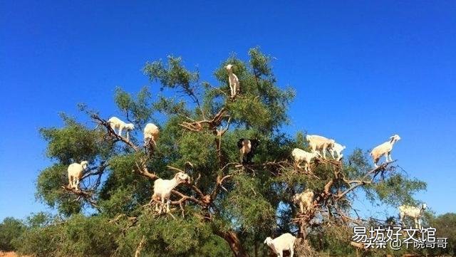 我家有二十亩山林,要发展养殖业,养什么好?