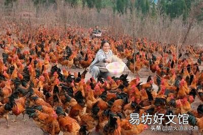 我家有二十亩山林,要发展养殖业,养什么好?