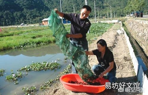 龙虾开始进地笼了,是雨季进笼多还是天晴进笼多?这是为什么?