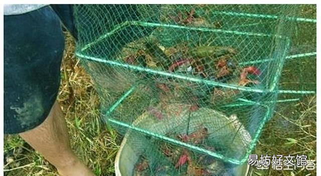 龙虾开始进地笼了,是雨季进笼多还是天晴进笼多?这是为什么?