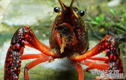 现在虾塘里还没有见到多少小龙虾正常吗?