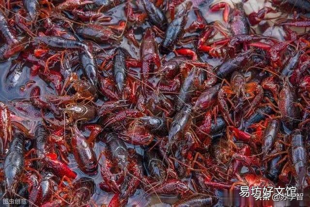 现在虾塘里还没有见到多少小龙虾正常吗?