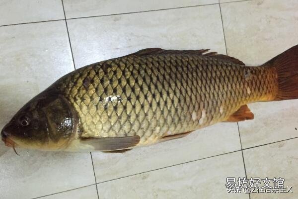 怎样分辨鲫鱼和鲤鱼？