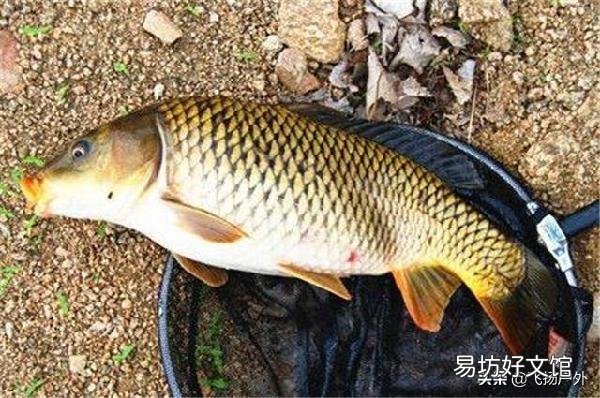 怎样分辨鲫鱼和鲤鱼？