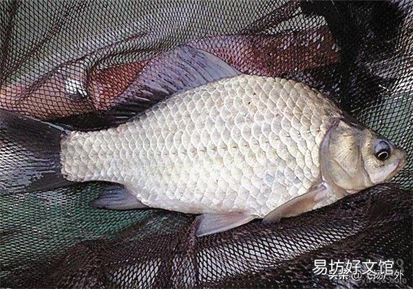 怎样分辨鲫鱼和鲤鱼？