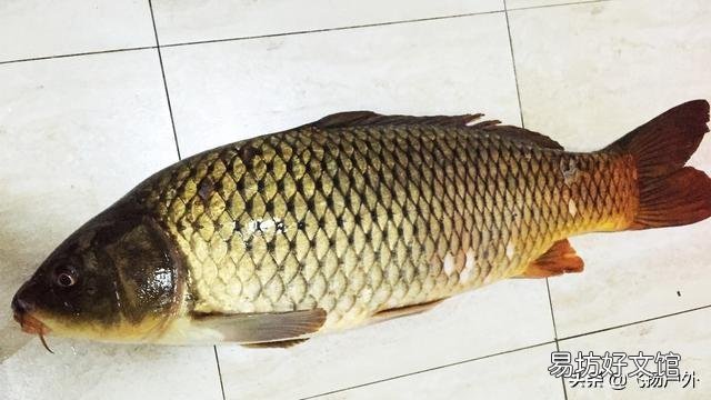 怎样分辨鲫鱼和鲤鱼？