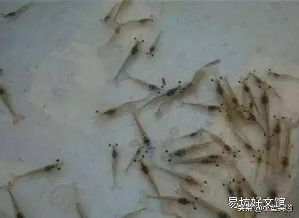 想提高对虾苗的成活率,该怎么做啊?