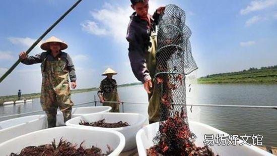 想提高对虾苗的成活率,该怎么做啊?