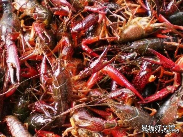 想提高对虾苗的成活率,该怎么做啊?