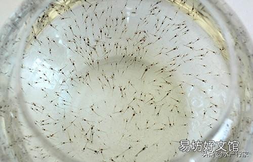 想提高对虾苗的成活率,该怎么做啊?
