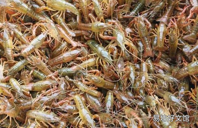 想提高对虾苗的成活率,该怎么做啊?