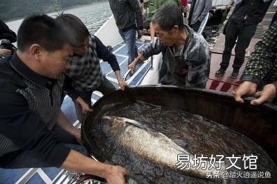南方草鱼与大头鱼混养用什么料比较好？