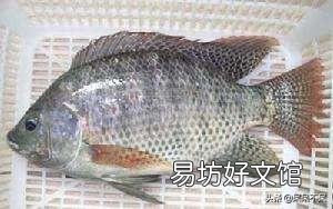 鱼塘混养了草鱼,鲫鱼,土鲮鱼,怎样清理繁殖快的罗非鱼?