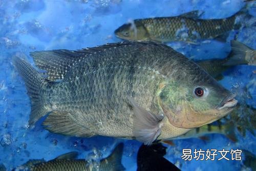 鱼塘混养了草鱼,鲫鱼,土鲮鱼,怎样清理繁殖快的罗非鱼?
