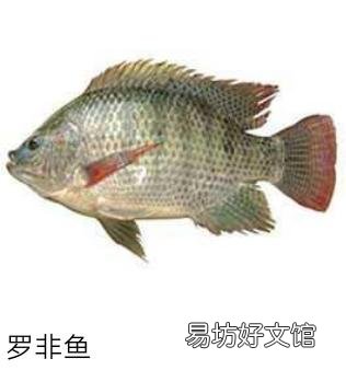 鱼塘混养了草鱼,鲫鱼,土鲮鱼,怎样清理繁殖快的罗非鱼?