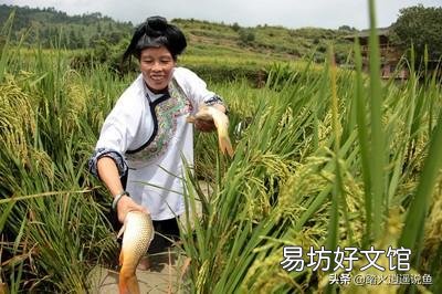 现在农村稻田养鱼有销路吗？