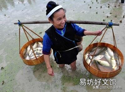 现在农村稻田养鱼有销路吗？