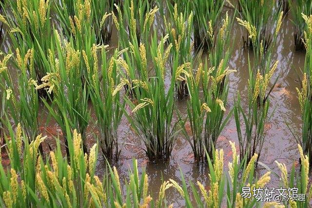 现在农村稻田养鱼有销路吗？