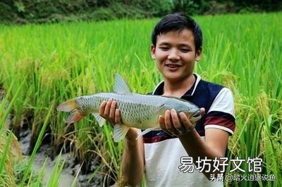 现在农村稻田养鱼有销路吗？