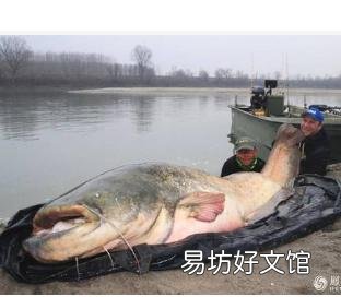 稻谷可以喂鱼吗?该怎么做?