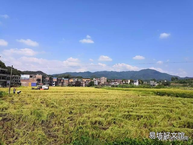 稻谷可以喂鱼吗?该怎么做?