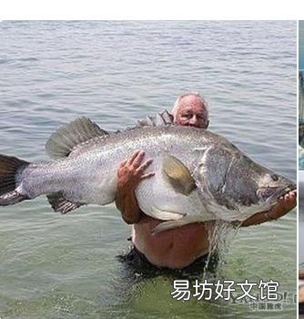 稻谷可以喂鱼吗?该怎么做?