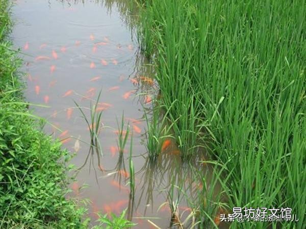 稻谷可以喂鱼吗?该怎么做?