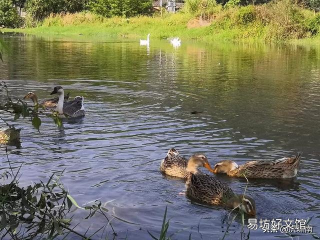稻谷可以喂鱼吗?该怎么做?