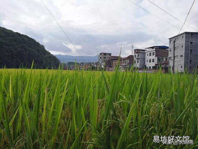 稻谷可以喂鱼吗?该怎么做?