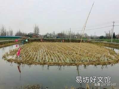 稻田虾养殖需要清理稻秆吗?