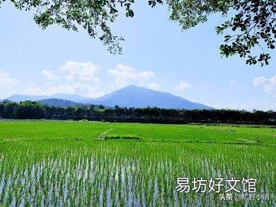稻田虾养殖需要清理稻秆吗?