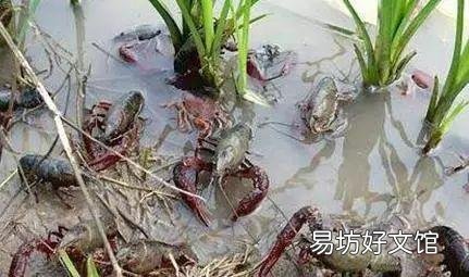 稻田虾养殖需要清理稻秆吗?