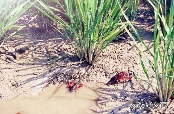 稻田虾养殖需要清理稻秆吗?