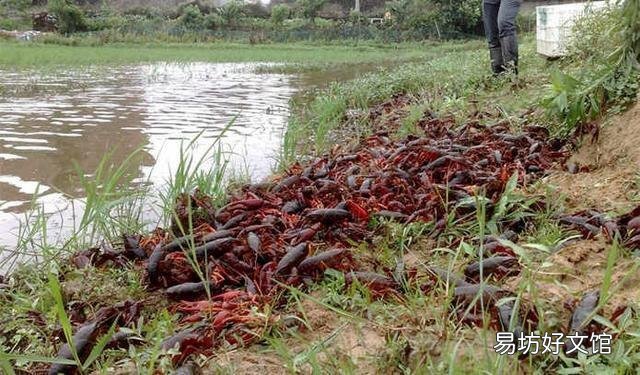 稻田虾养殖需要清理稻秆吗?