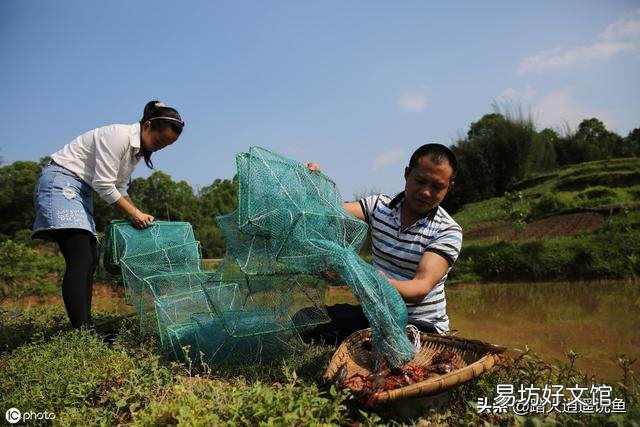 稻田虾养殖需要清理稻秆吗?