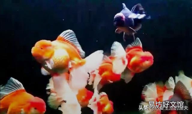 家養金魚可以活幾年？該怎么養？