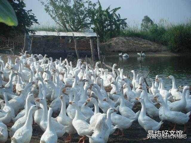 养殖户为什么不养殖蛆来代替饲料养殖?
