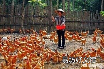 养殖户为什么不养殖蛆来代替饲料养殖?