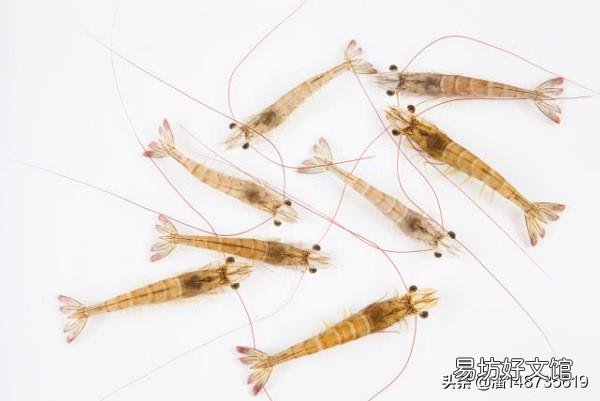 对虾苗期慢大什么原因?