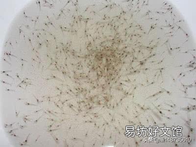 对虾苗期慢大什么原因?