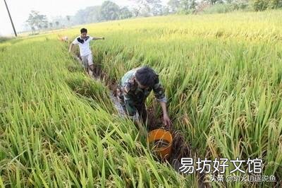 淺田改造的龍蝦養殖場，適合養或是種植別的什么嗎？