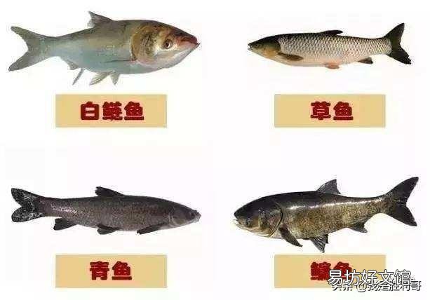 鲢子鱼吃什么饲料?